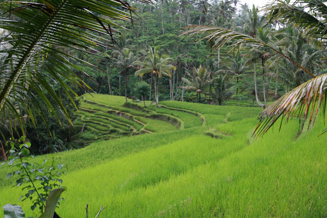 Bali-Ubud