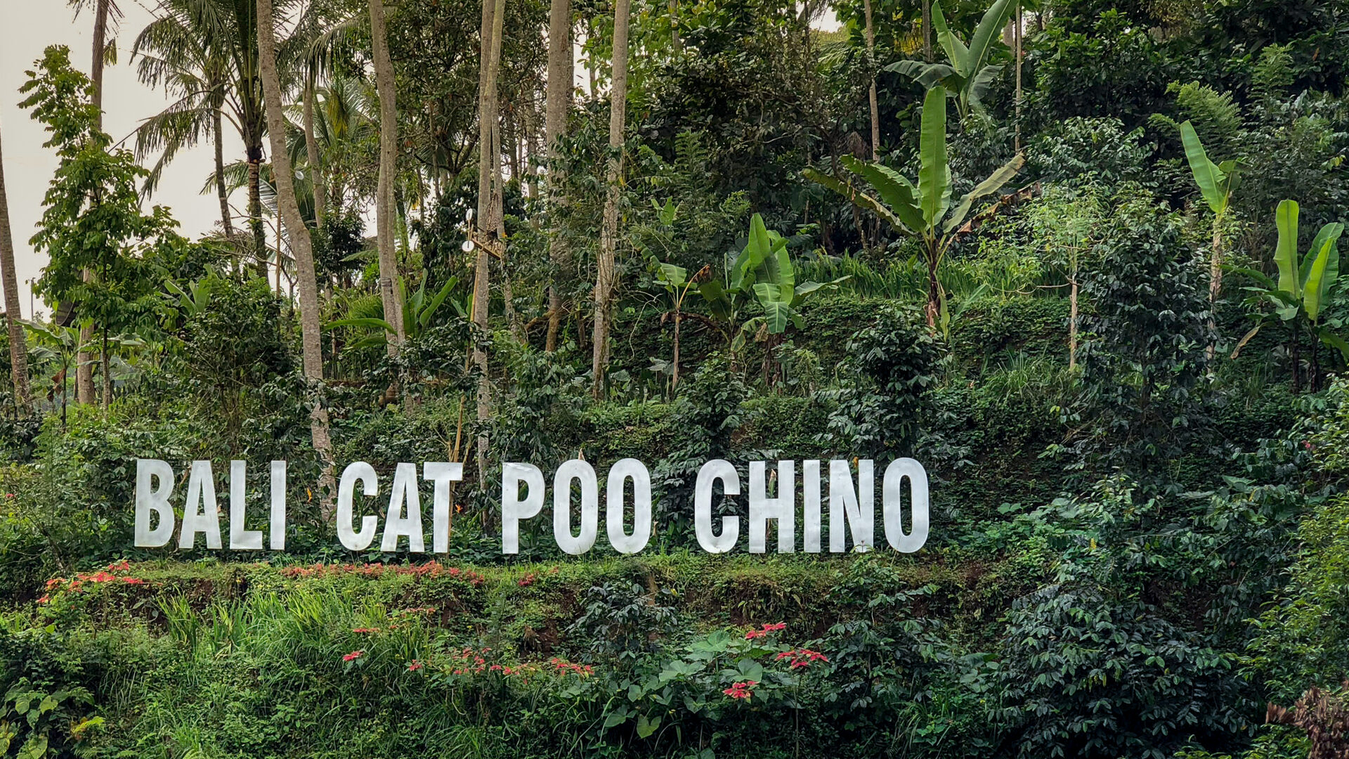 Balinesischer Kaffee & Kopi Luwak: Der teuerste Kaffee der Welt