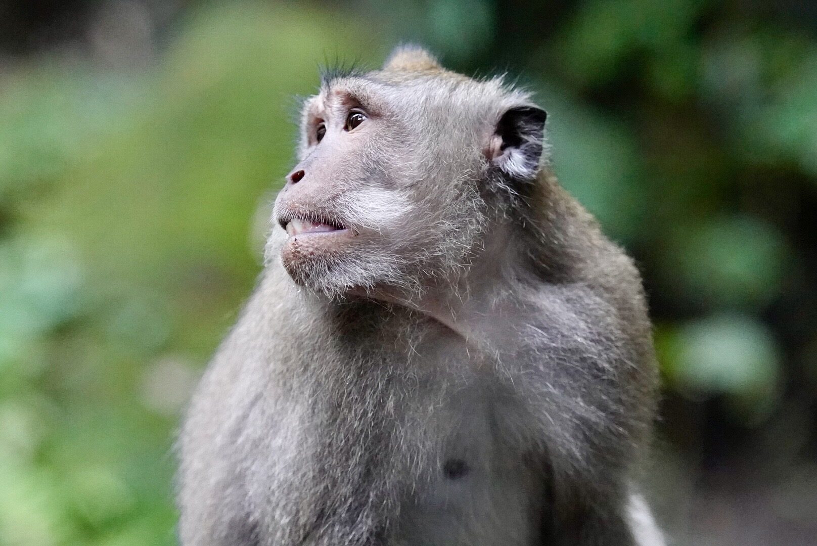 Affen auf Bali: Heilige Tiere & Monkey Forests