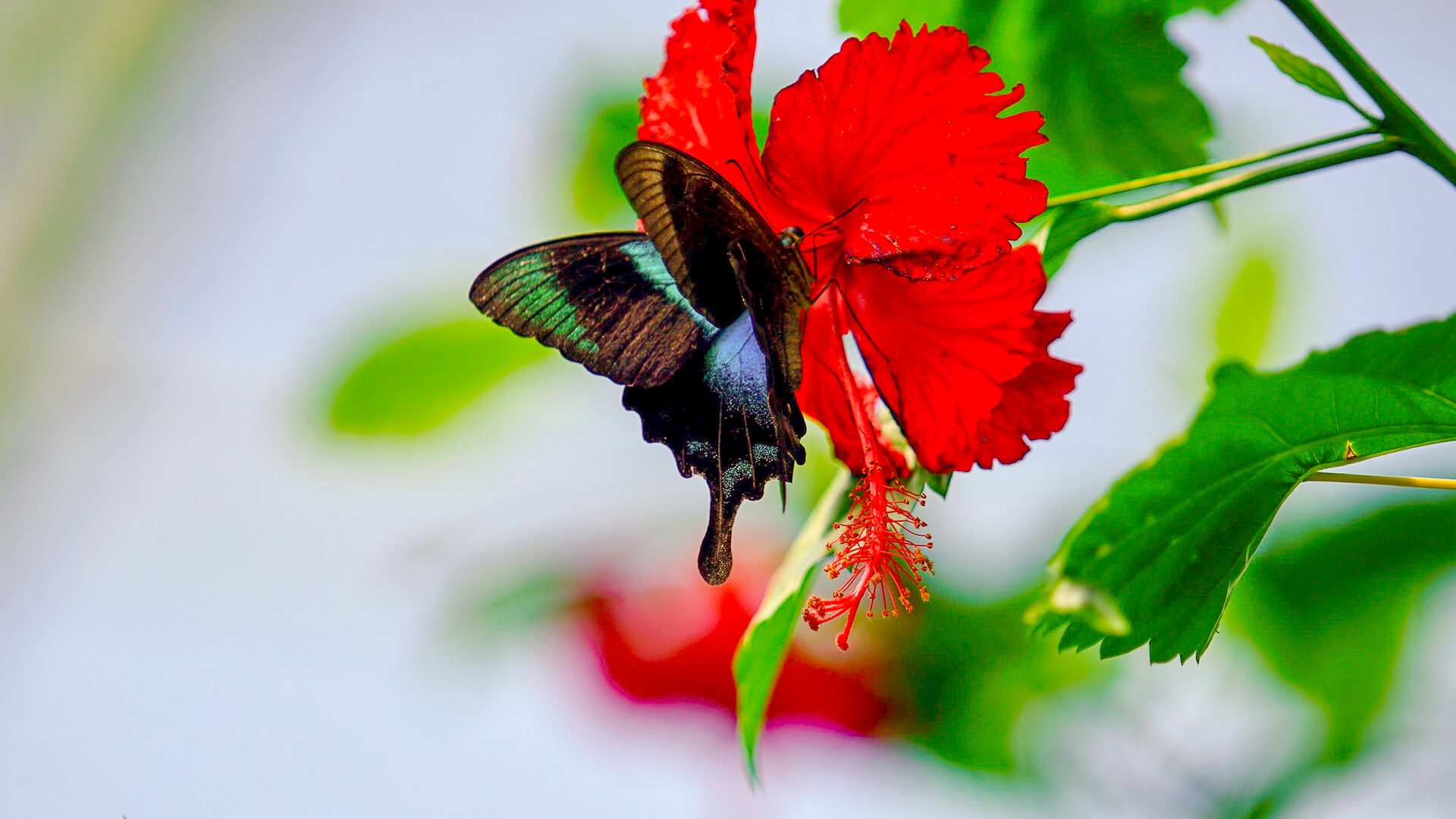 Pflanzen auf Bali: Tropische Flora entdecken